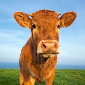 Portrait of beautiful brown cow