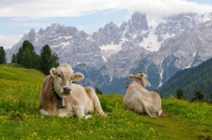 Cows in the meadows of the Alpine mountains. Landscape photography.
