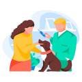 Veterinary examining dog, isolated on white background. Woman client brought pet to vet. Animals protection.